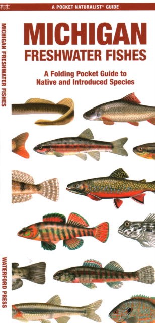 Cover for Waterford Press · Michigan Freshwater Fishes: A Folding Guide to Native and Introduced Species - Nature Observation North America (Pamphlet) (2024)