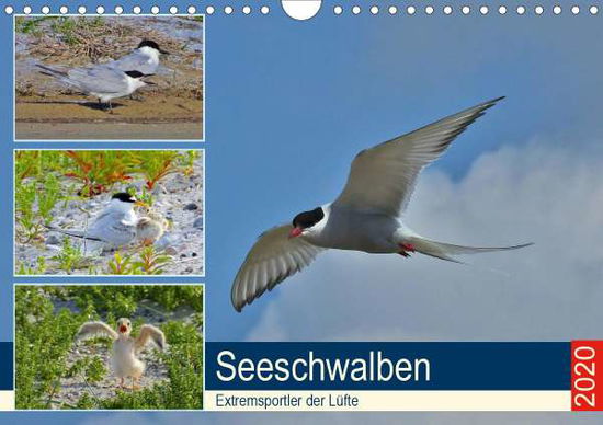 Seeschwalben - Extremsportler d - Schaack - Livros -  - 9783670950554 - 