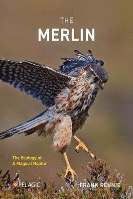 Cover for Frank Rennie · The Merlin: The Ecology of a Magical Raptor (Paperback Book) (2025)