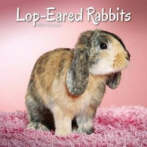 Cover for Rabbits - Lop Eared Calendar 2024  Square Animal Wall Calendar - 16 Month (Kalender) (2023)