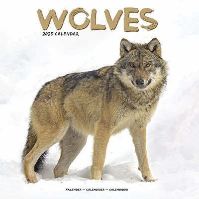Wolves Calendar 2025 Square Animal Wall Calendar - 16 Month (Calendar) (2024)