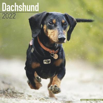 Cover for Kalender · Dachshund 2022 Wall Calendar (Calendar) (2021)