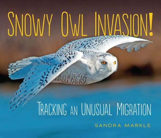 Cover for Sandra Markle · Snowy Owl Invasion!: Tracking an Unusual Migration - Sandra Markle's Science Discoveries (Paperback Book) (2022)