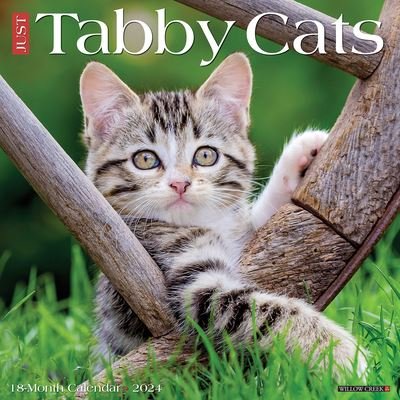 Cover for Willow Creek Press · Just Tabby Cats 2024 12 X 12 Wall Calendar (Calendar) (2023)