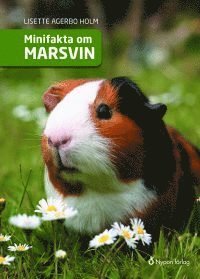 Cover for Lisette Agerbo Holm · Minifakta om ...: Minifakta om marsvin (Innbunden bok) (2017)