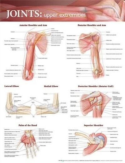 Cover for Anatomical Chart Company · Joints of the Upper Extremities Anatomical Chart (Map) (2009)