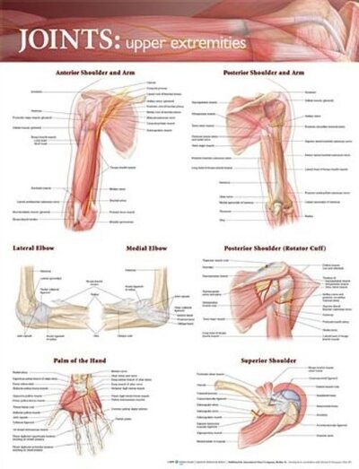 Joints of the Upper Extremities Anatomical Chart - Anatomical Chart Company - Books - Lippincott Williams and Wilkins - 9780781786560 - August 18, 2009