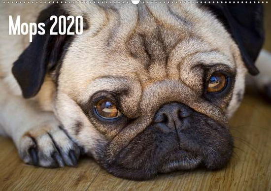 Mops 2020 (Wandkalender 2020 D - Zoellner - Bücher -  - 9783670382560 - 