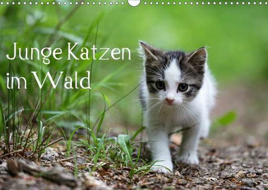 Cover for Oldani · Junge Katzen im Wald (Wandkalend (Book)