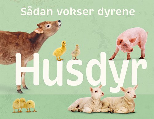 Cover for Sådan vokser dyrene: Husdyr (Innbunden bok) [1. utgave] (2022)