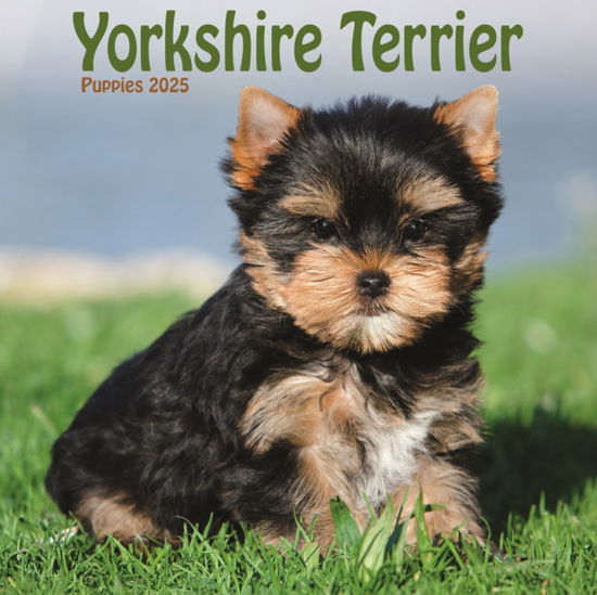 Cover for Avonside Publishing Ltd · Yorkshire Terrier Puppies Square Mini Calendar 2025 (Paperback Bog) (2024)