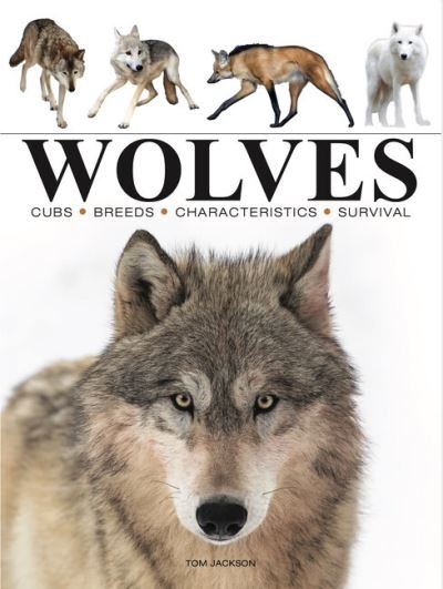 Wolves - Mini Animals - Tom Jackson - Livres - Amber Books Ltd - 9781838863562 - 14 avril 2024