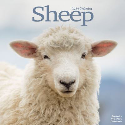 Cover for Avonside Publishing Ltd · Sheep Calendar 2024  Square Farm Animal Wall Calendar - 16 Month (Calendar) (2023)