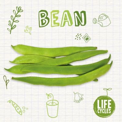 Bean - Life Cycles - Kirsty Holmes - Książki - BookLife Publishing - 9781839271564 - 1 lipca 2021
