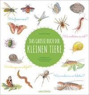 Cover for Nathalie Tordjman · Das große Buch der kleinen Tiere (Gebundenes Buch) (2022)