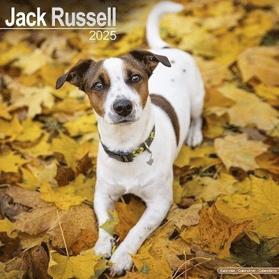 Cover for Jack Russell Calendar 2025 Square Dog Breed Wall Calendar - 16 Month (Kalender) (2024)