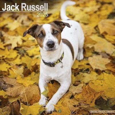 Jack Russell Calendar 2025 Square Dog Breed Wall Calendar - 16 Month -  - Merchandise - Avonside Publishing Ltd - 9781804603567 - July 1, 2024