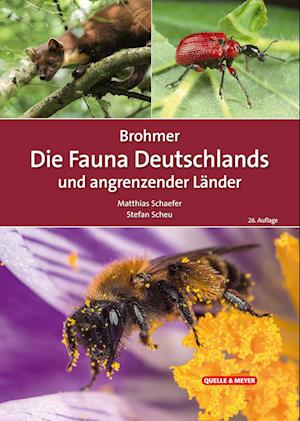 Cover for Matthias Schaefer · Brohmer – Die Fauna Deutschlands und angrenzender Länder (Book) (2024)