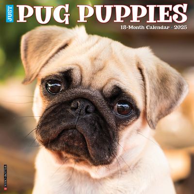 Willow Creek Press · Just Pug Puppies 2025 12 X 12 Wall Calendar (Kalender) (2024)