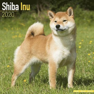 Cover for Avonside Publishing Ltd · Shiba Inu Calendar 2020 (Paperback Book) (2019)