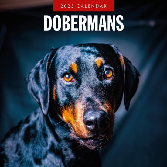 Cover for Red Robin · Dobermans 2025 Square Wall Calendar (Paperback Book) (2024)