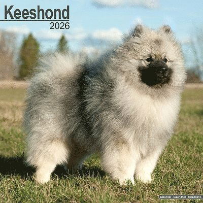 Cover for Keeshond Calendar 2026  Square Dog Breed Wall Calendar - 16 Month (Calendar) (2025)