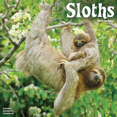 Sloths Calendar 2024  Square Animal Wall Calendar - 16 Month - Avonside Publishing Ltd - Merchandise - Avonside Publishing Ltd - 9781804601570 - July 1, 2023