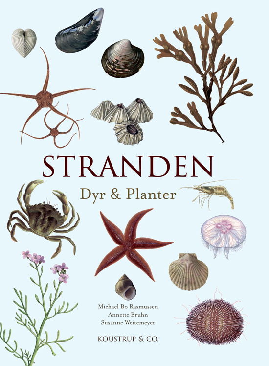 Cover for Annette Bruhn Michael Bo Rasmussen · Stranden (Inbunden Bok) [1:a utgåva] (2024)