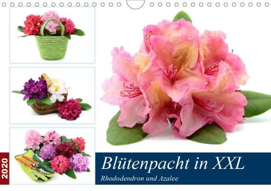 Cover for Frost · Blütenpracht in XXL - Rhododendro (Bog)