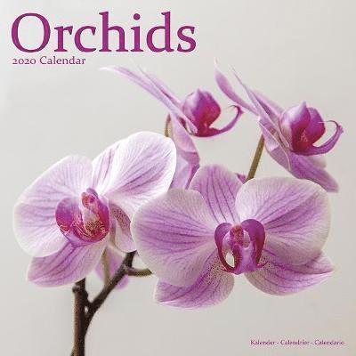 Cover for Avonside Publishing Ltd · Kal. Orchids - Orchideen 2020 (Book) (2019)