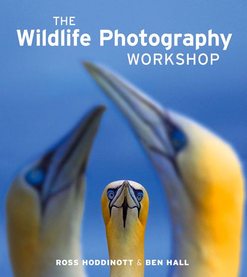 Cover for Hoddinott · The Wildlife Photography Workshop (Paperback Book) (2013)