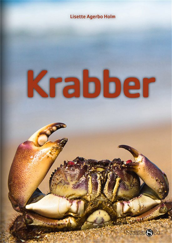 Cover for Lisette Agerbo Holm · Midi: Krabber (Hardcover Book) [1e uitgave] (2018)