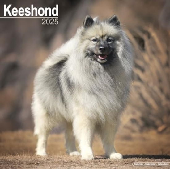 Cover for Keeshond Calendar 2025 Square Dog Breed Wall Calendar - 16 Month (Calendar) (2024)