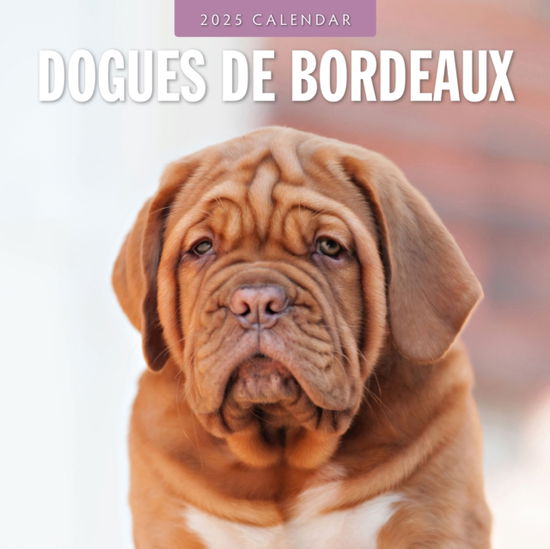 Cover for Red Robin · Dogues de Bordeaux 2025 Square Wall Calendar (Taschenbuch) (2024)