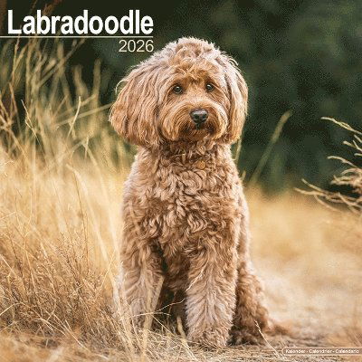 Cover for Labradoodle Calendar 2026  Square Dog Breed Wall Calendar - 16 Month (Calendar) (2025)