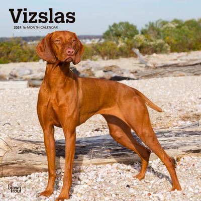 Cover for Vizslas 2024 Square (Paperback Book) (2023)