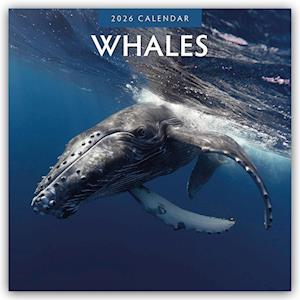Cover for Red Robin · Whales 2026 Square Wall Calendar (Paperback Book) (2025)
