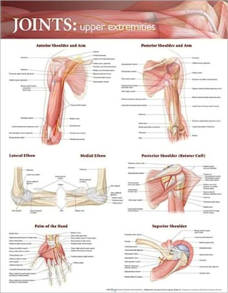 Cover for Acc · Joints of the Upper Extremities Anatomical Chart (Landkarten) (2009)