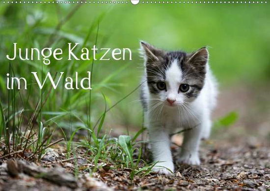 Cover for Oldani · Junge Katzen im Wald (Wandkalend (Book)