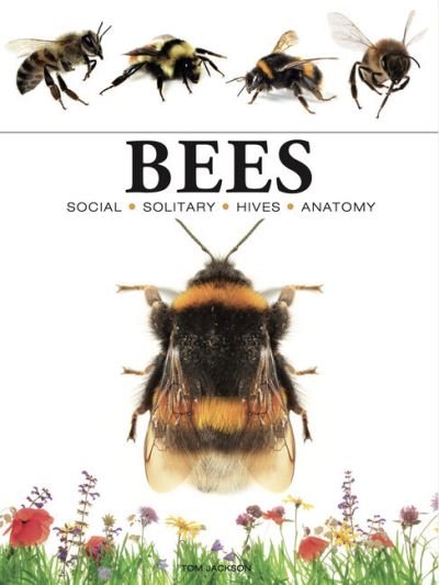 Cover for Tom Jackson · Bees - Mini Animals (Paperback Book) (2024)
