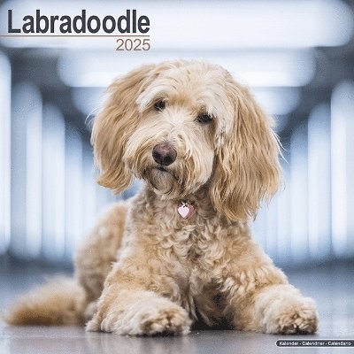 Cover for Labradoodle Calendar 2025 Square Dog Breed Wall Calendar - 16 Month (Kalender) (2024)