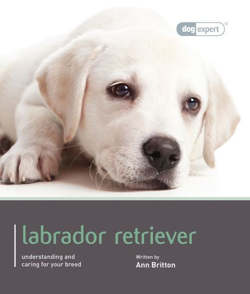 Cover for Ann Britton · Labrador - Dog Expert (Paperback Book) (2012)