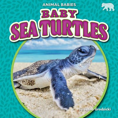 Cover for Jenna Grodzicki · Baby Sea Turtles (Book) (2022)