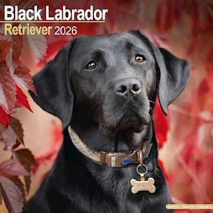 Cover for Black Labrador Retriever Calendar 2026  Square Dog Breed Wall Calendar - 16 Month (Calendar) (2025)
