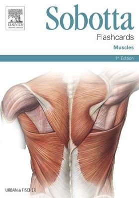 Cover for Bräuer · Sobotta Flashcards Muscles (Book) (2013)