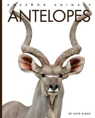 Armadillos - Kate Riggs - Bøker - Creative Company, The - 9781640265585 - 2023