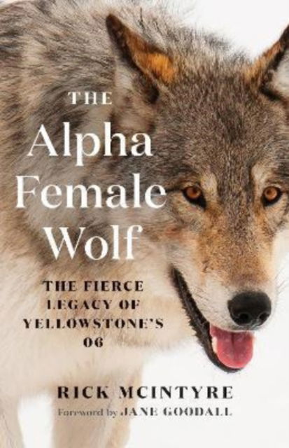 Cover for Rick McIntyre · The Alpha Female Wolf: The Fierce Legacy of Yellowstone's 06 - The Alpha Wolves of Yellowstone Series (Hardcover Book) (2022)