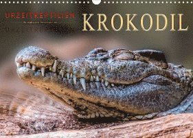 Cover for Peter Roder · Urzeitreptilien - Krokodil (Wandkalender 2022 DIN A3 quer) (Calendar) (2021)