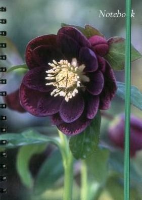 Cover for Peony Press · Notebook Hellebore: 128 Page Fine Lined Notebook (Hardcover Book) (2016)