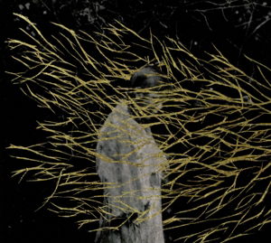 Cover for Forest Swords · Engravings (CD) (2013)